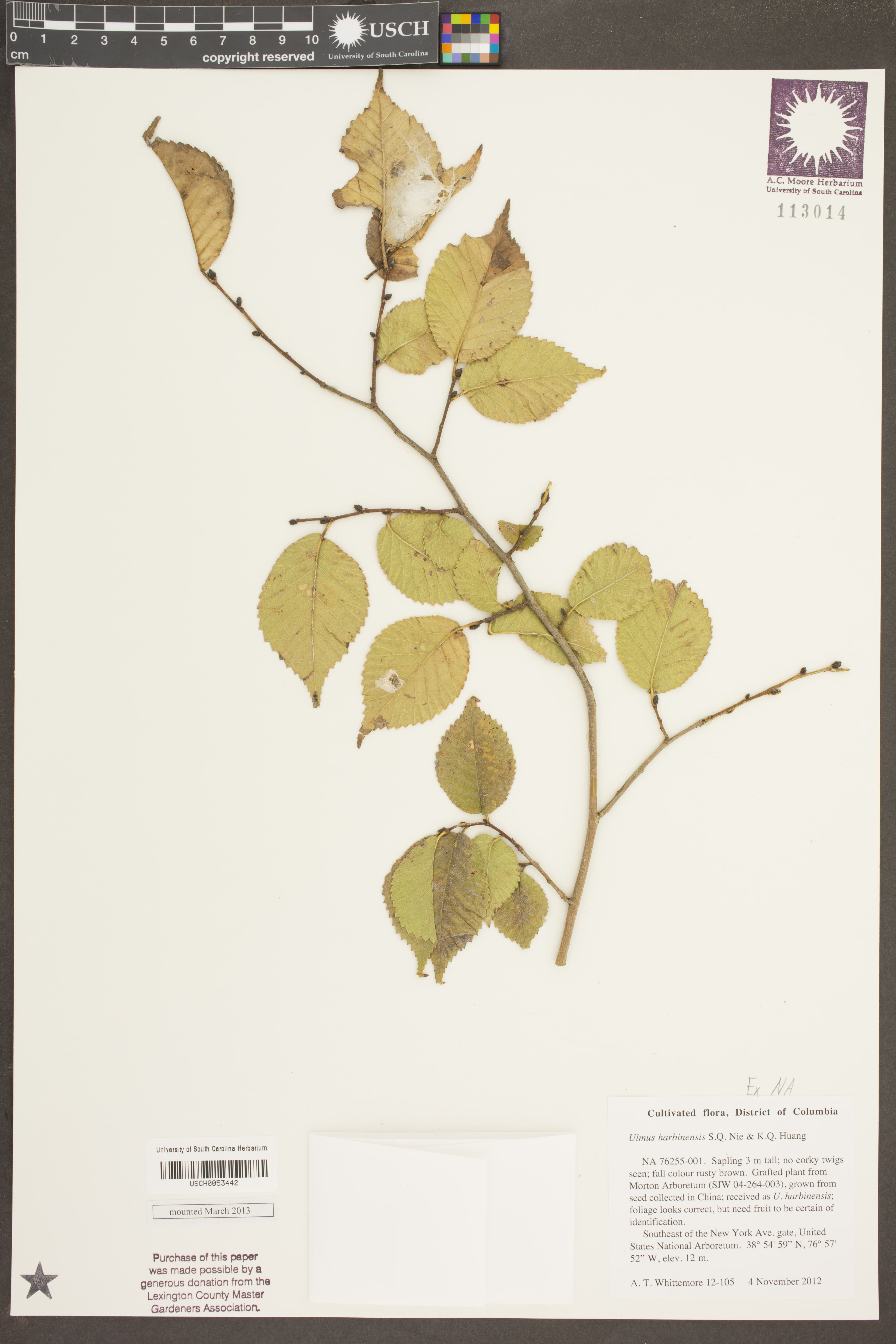 Harbin Elm