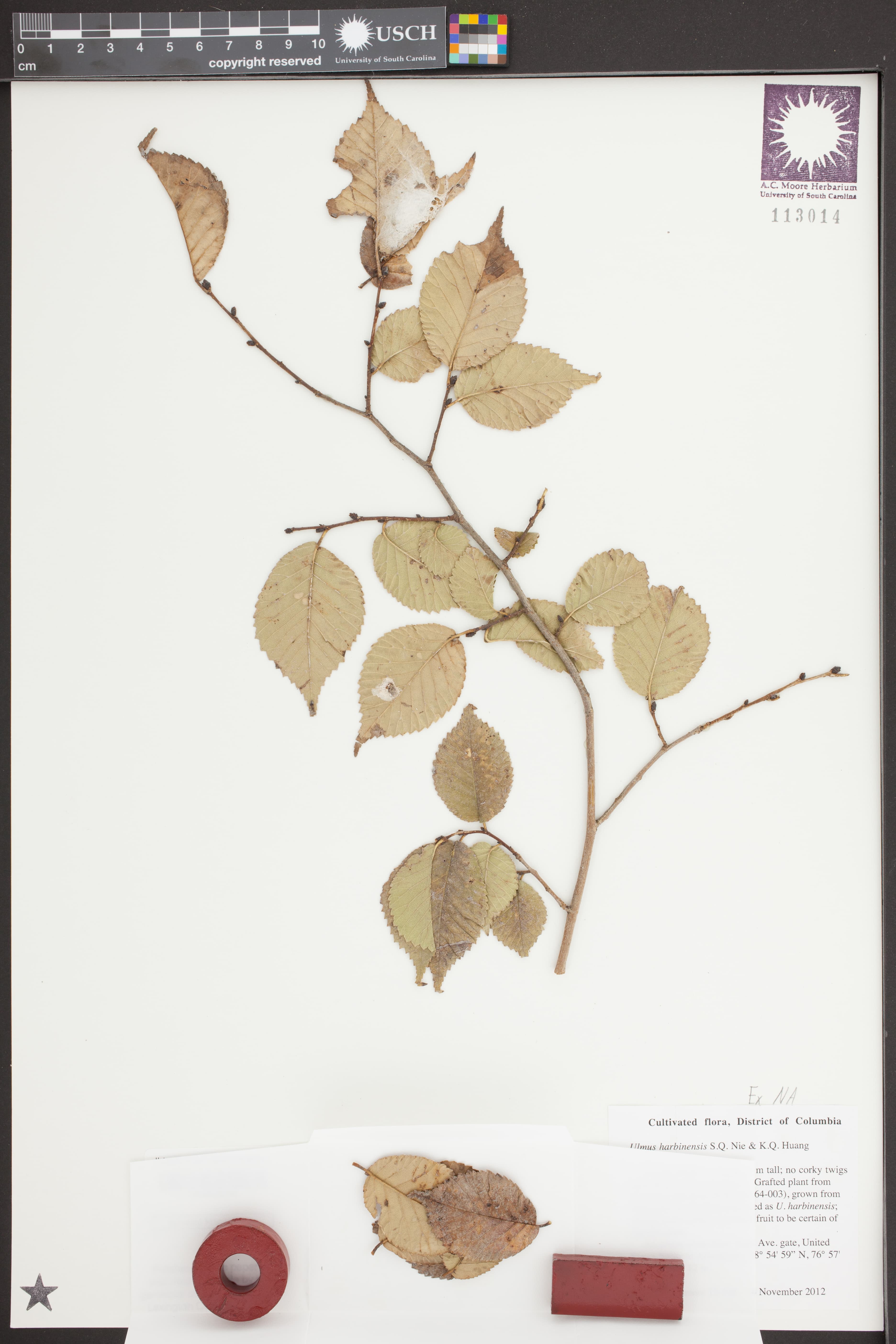 Harbin Elm
