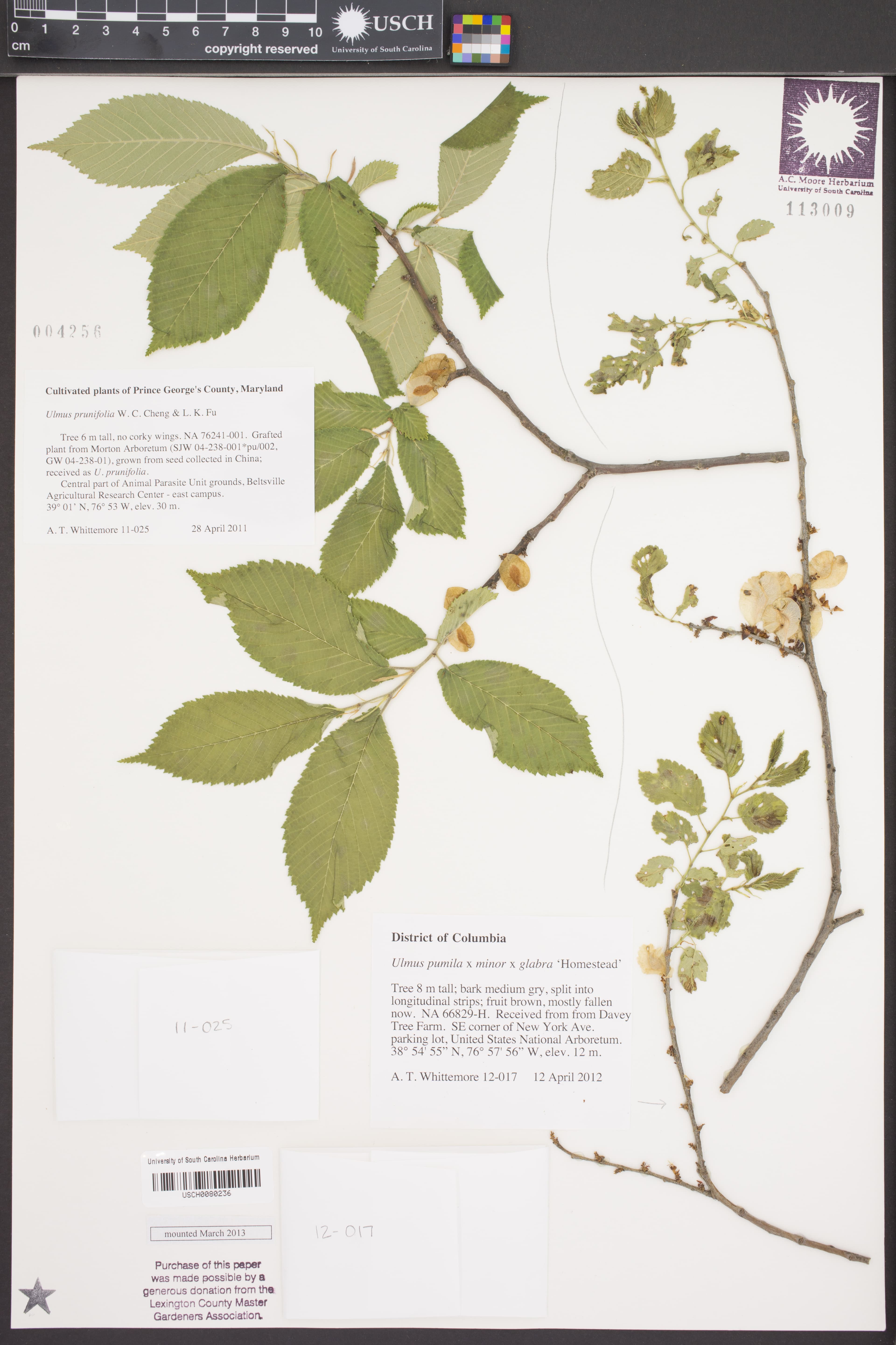 Ulmus prunifolia