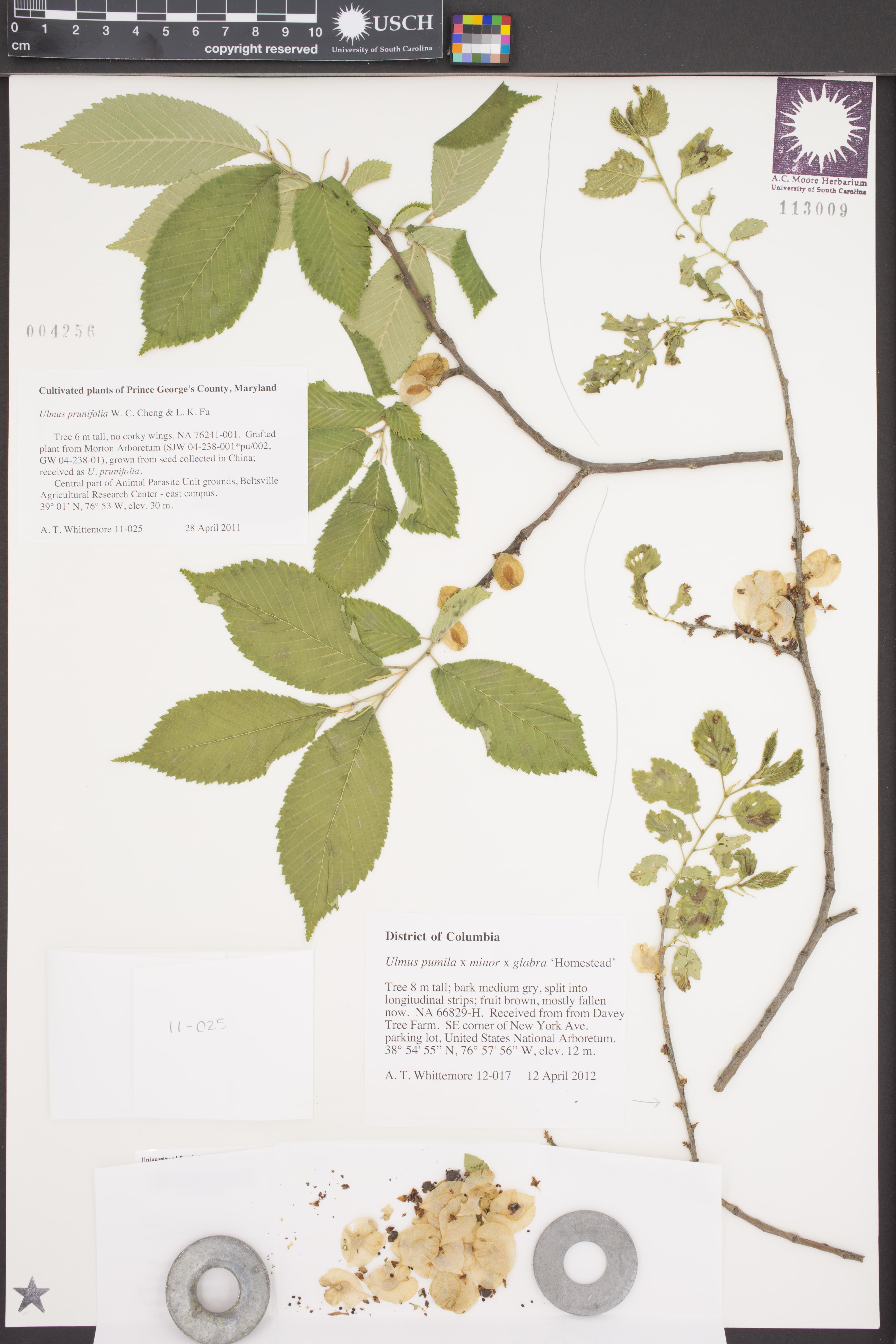 Ulmus prunifolia