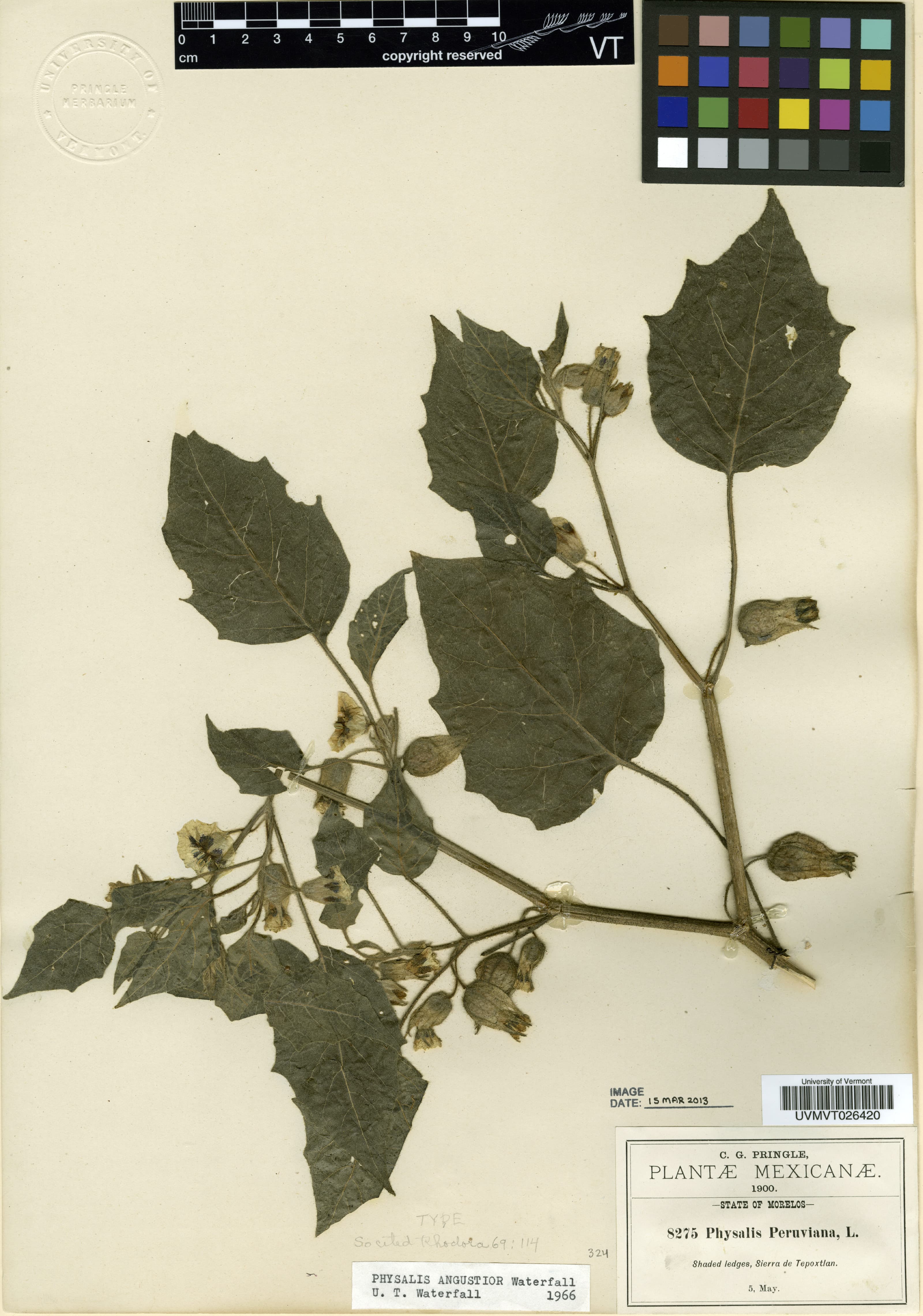 Physalis angustior