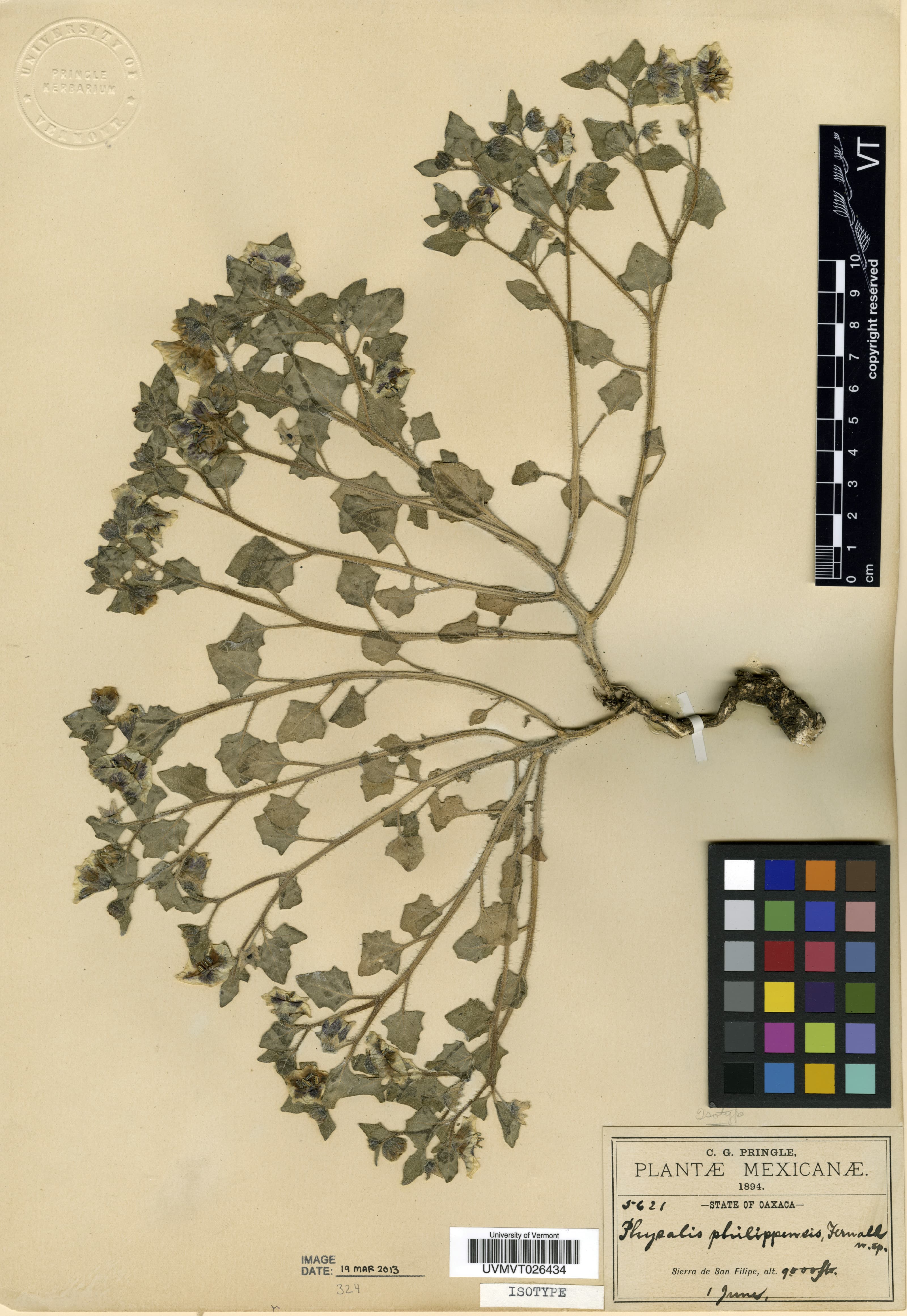 Physalis philippensis