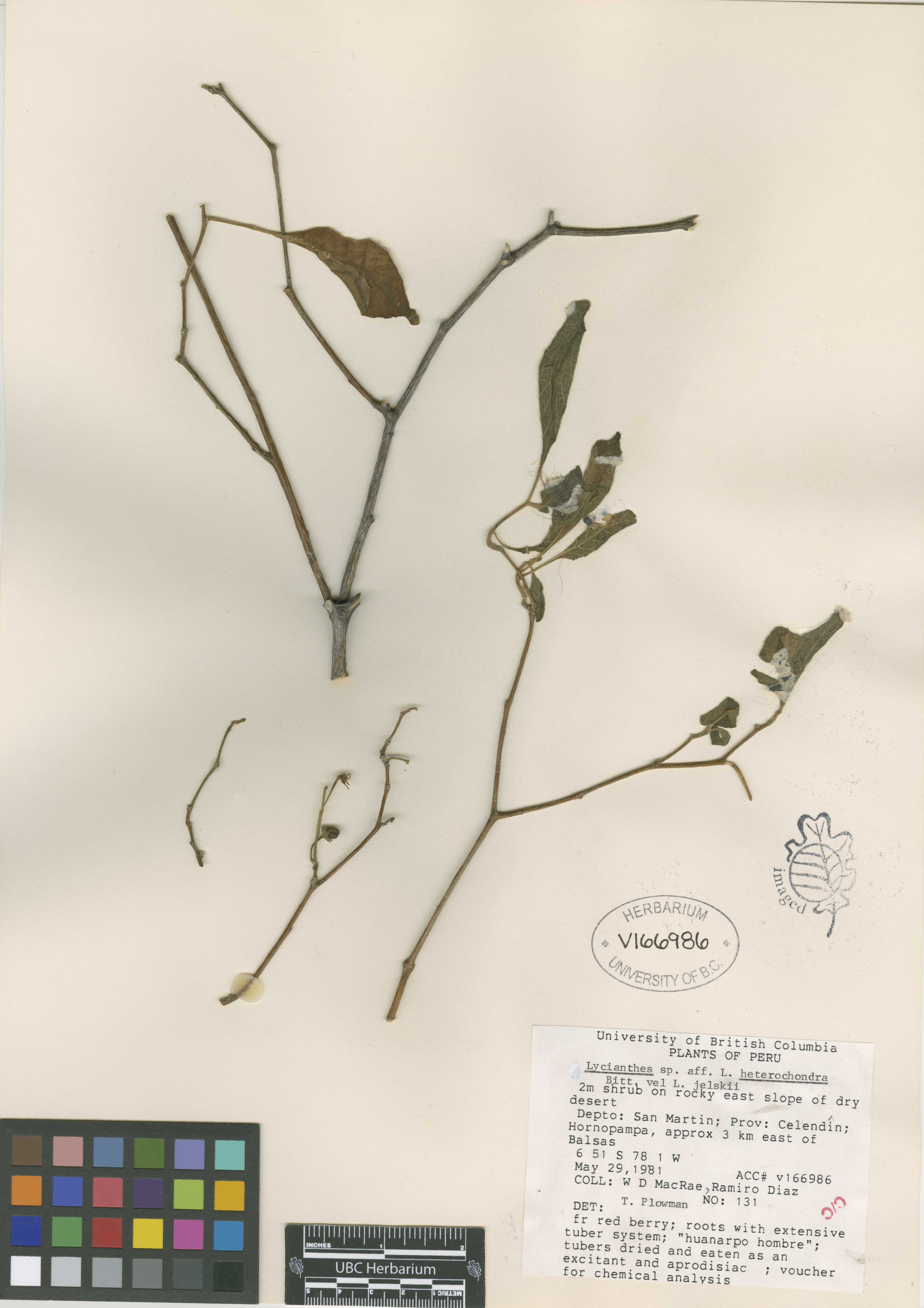 Lycianthes jelskii
