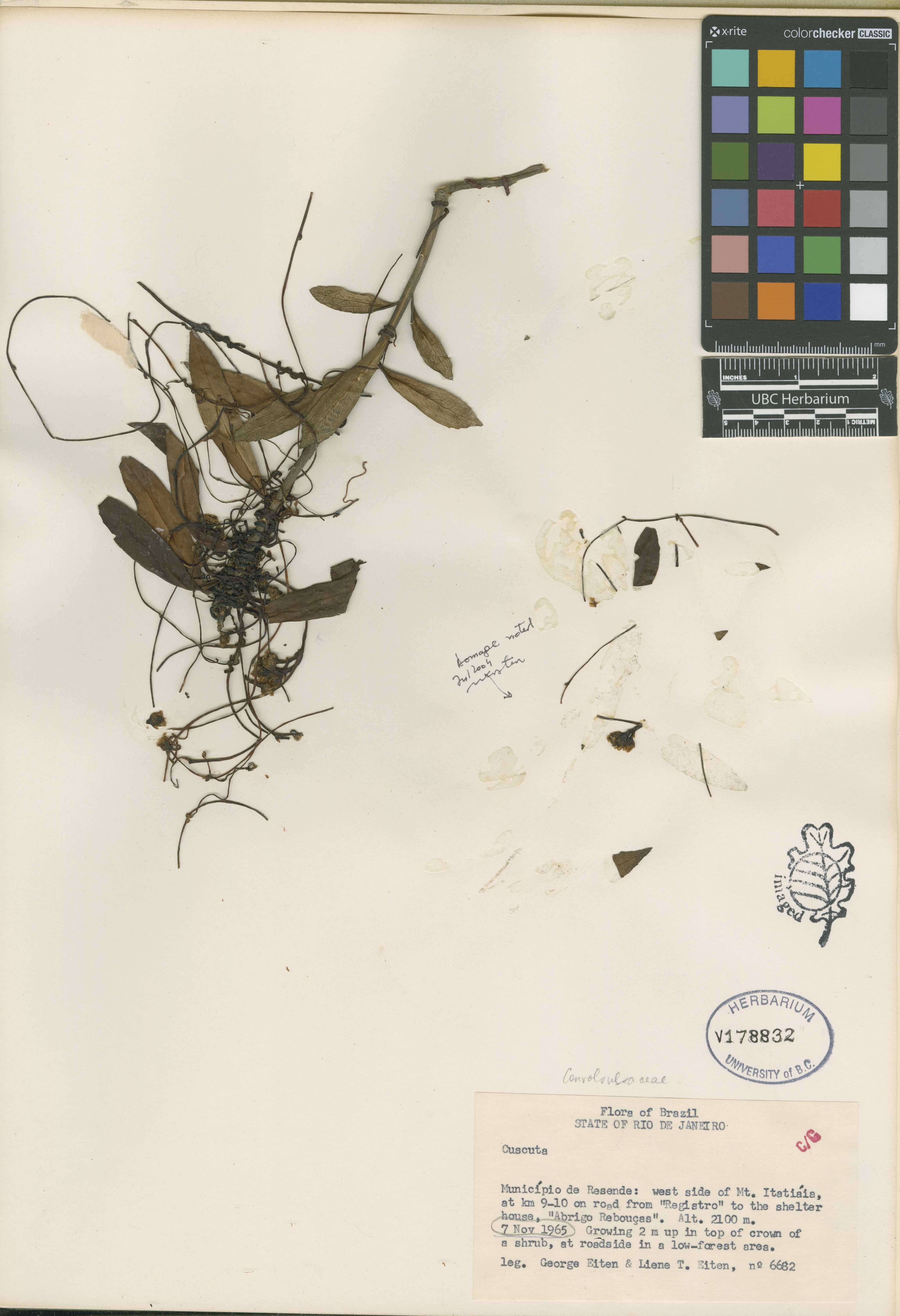 Cuscuta mantiqueirana