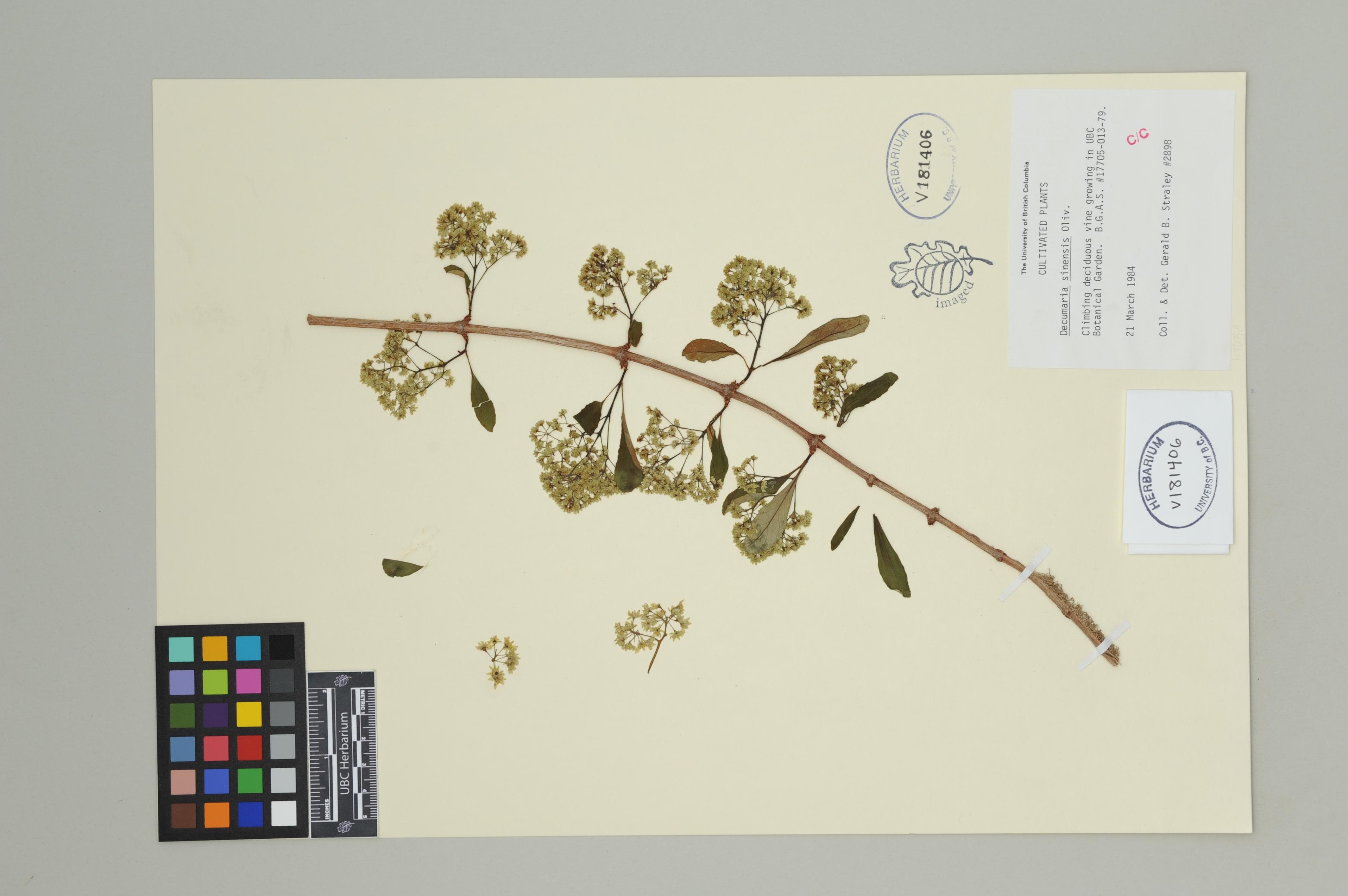 Panicle Hydrangea