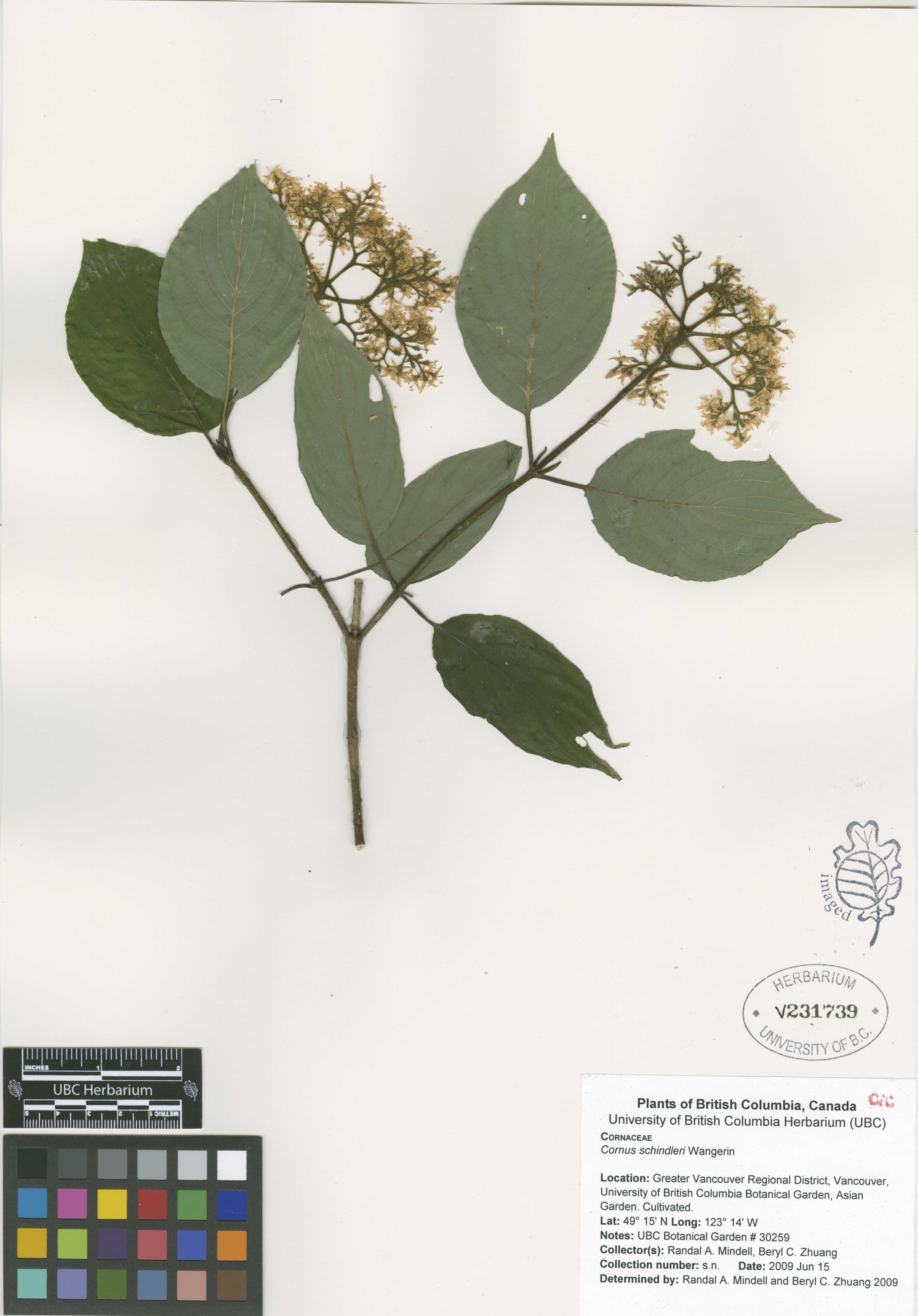 Cornus schindleri