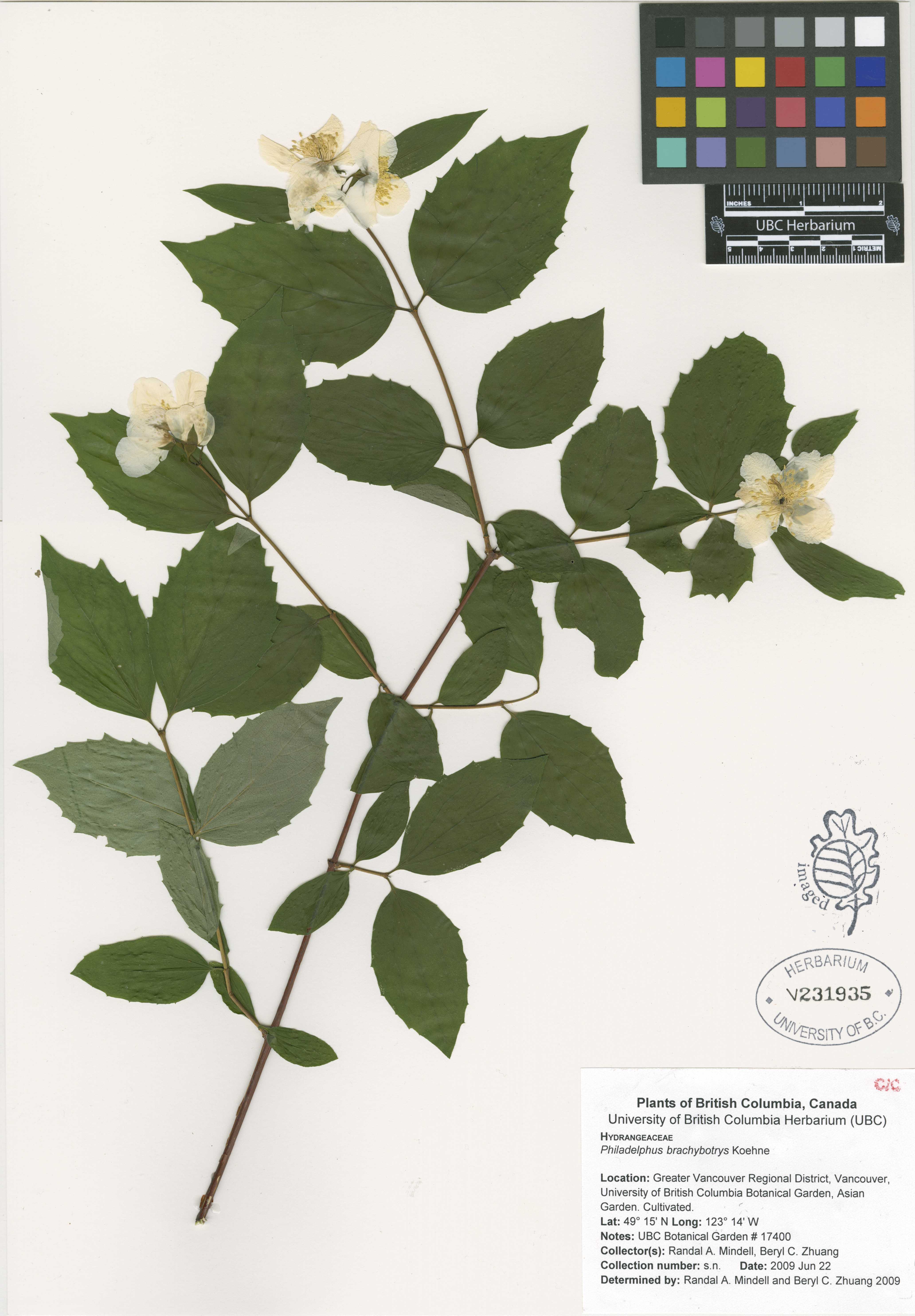 Philadelphus brachybotrys