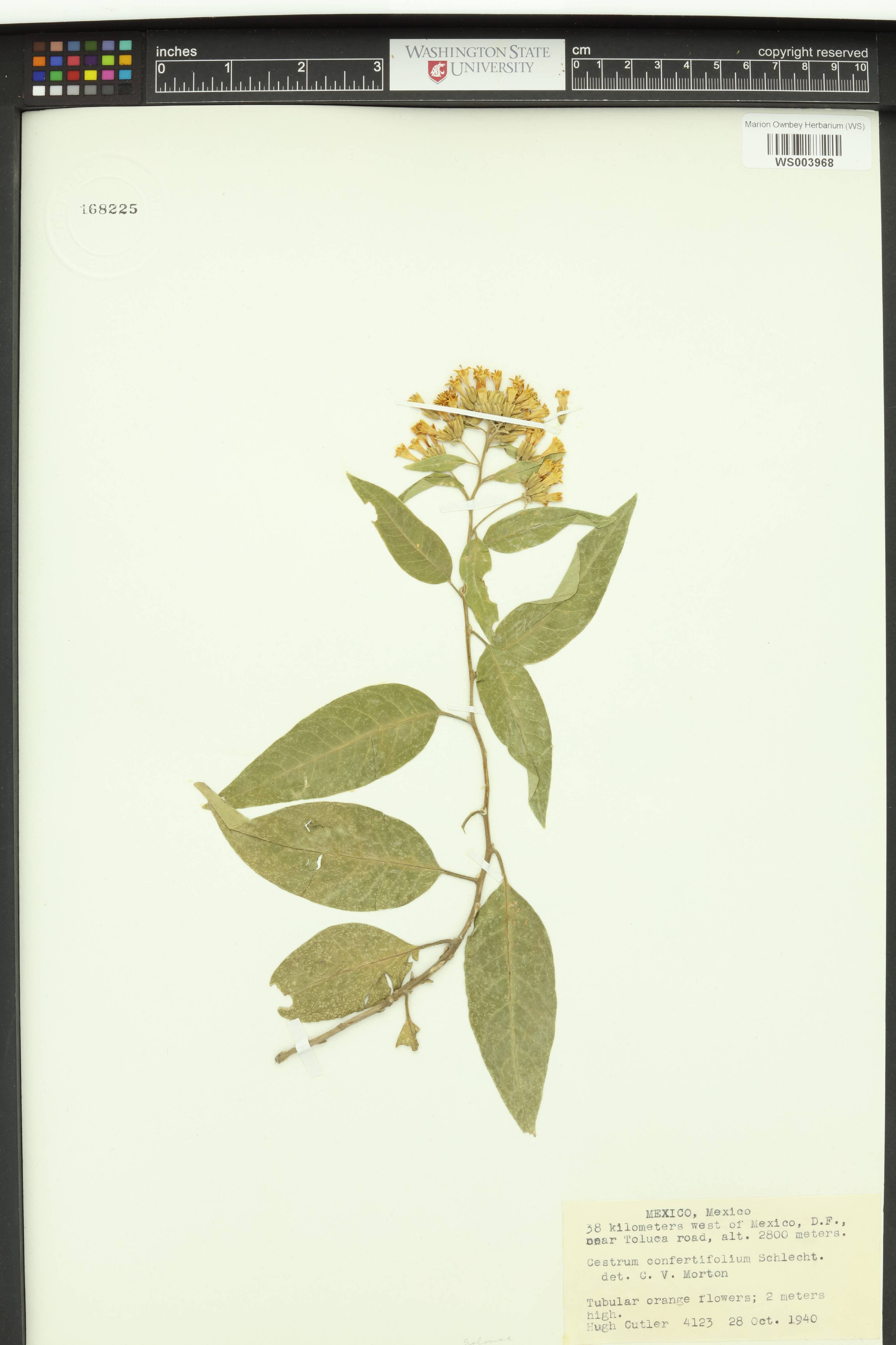 Cestrum confertifolium