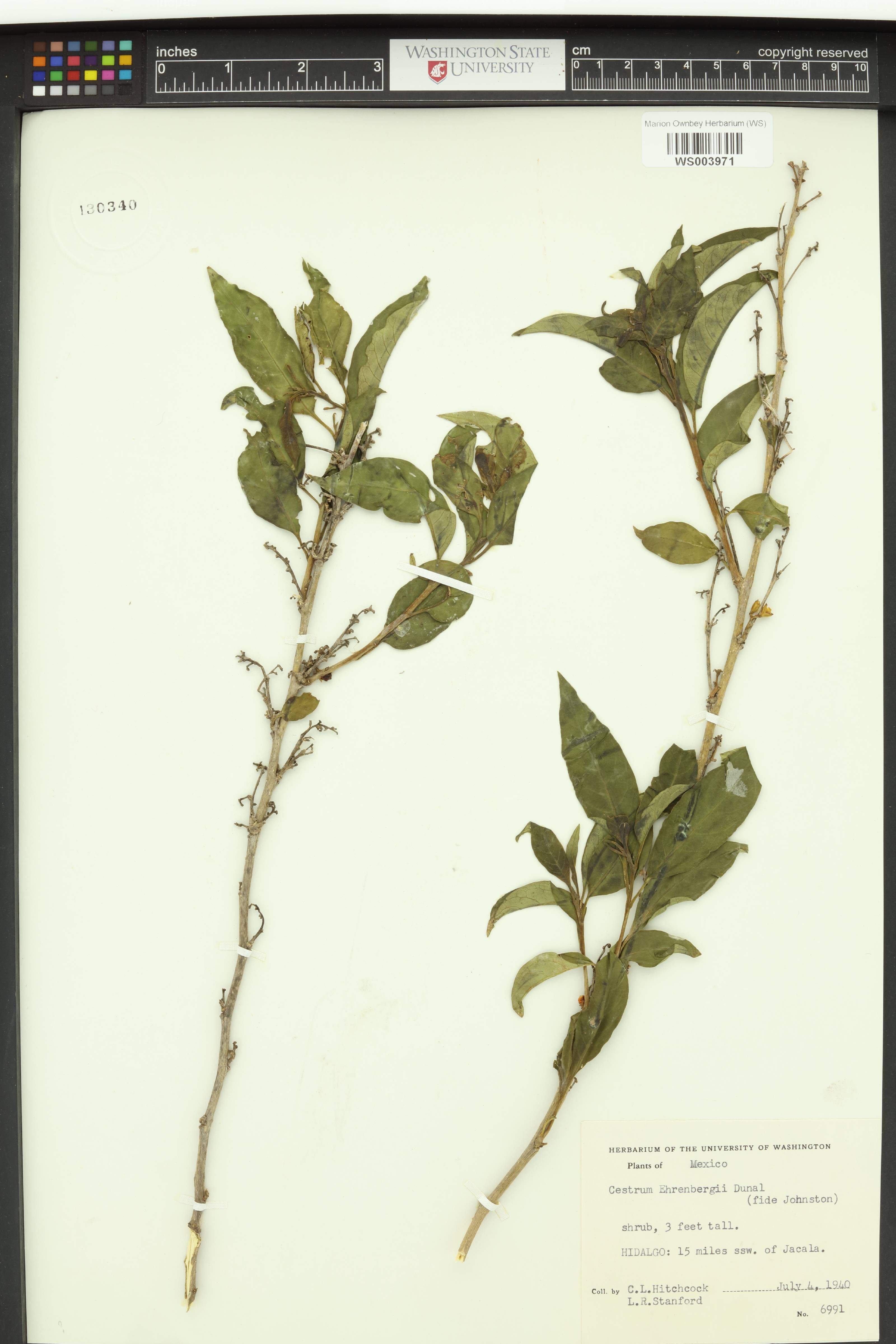 Cestrum ehrenbergii