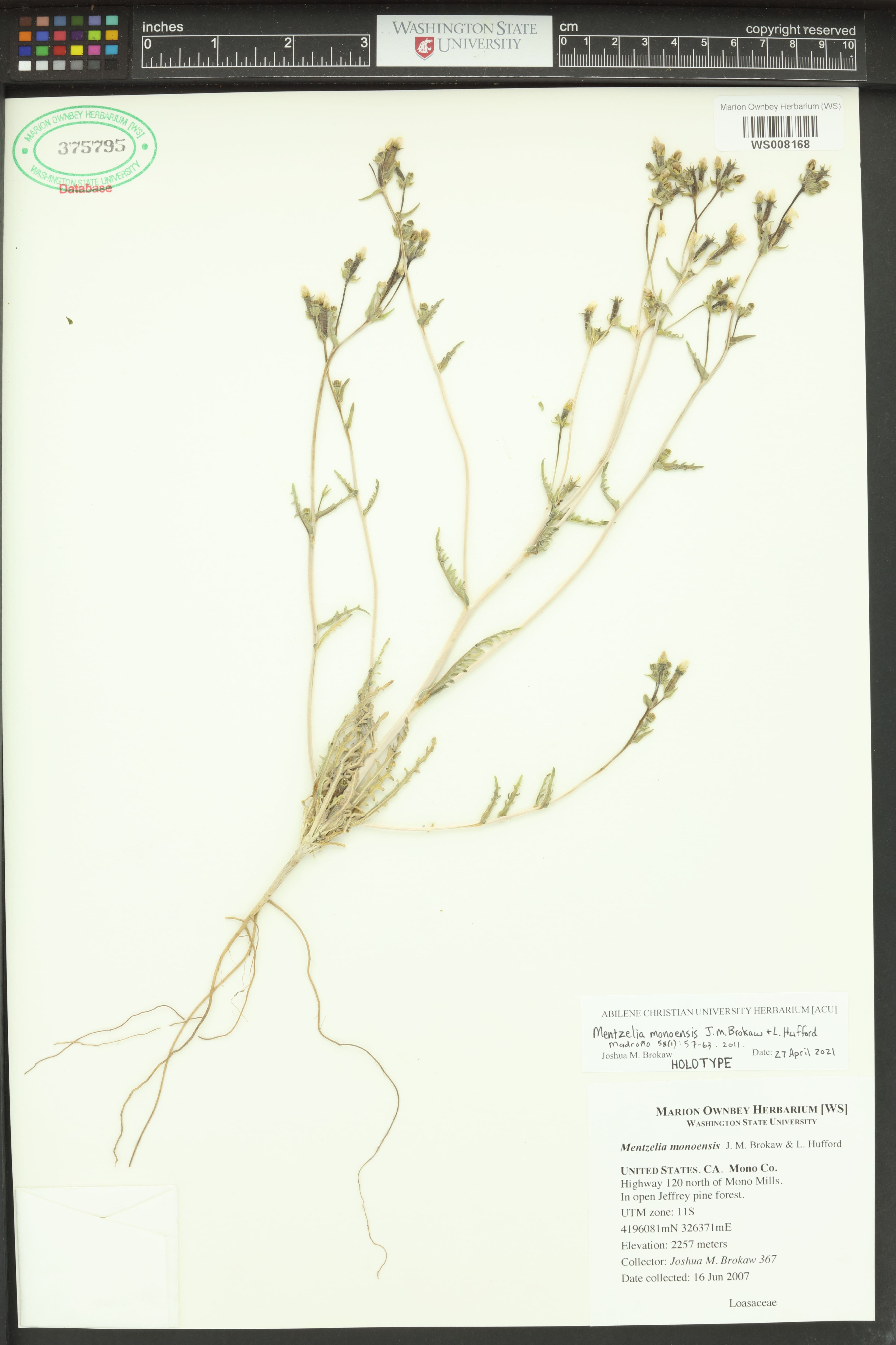 Mono Craters Blazing Star