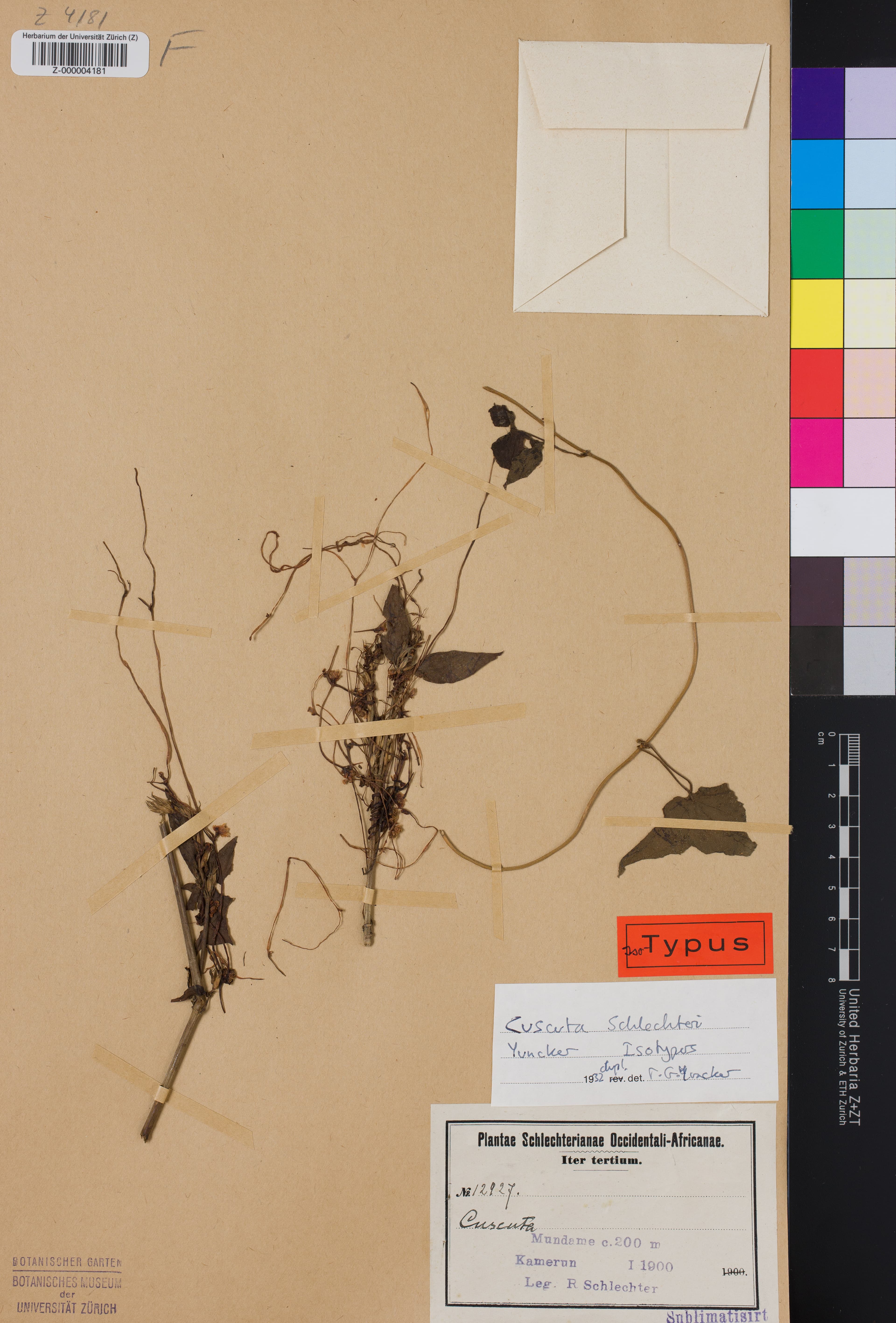 Cuscuta schlechteri