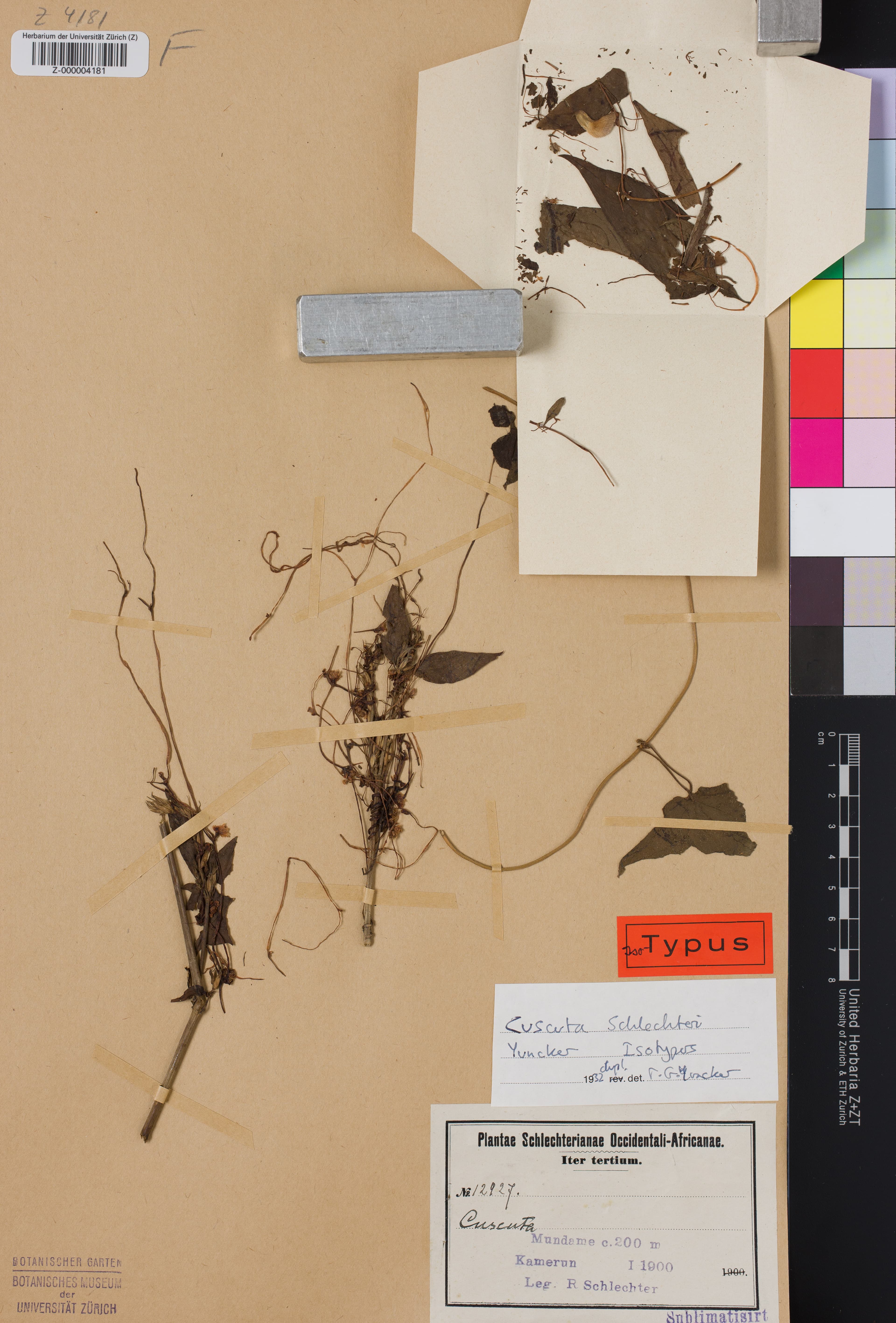 Cuscuta schlechteri