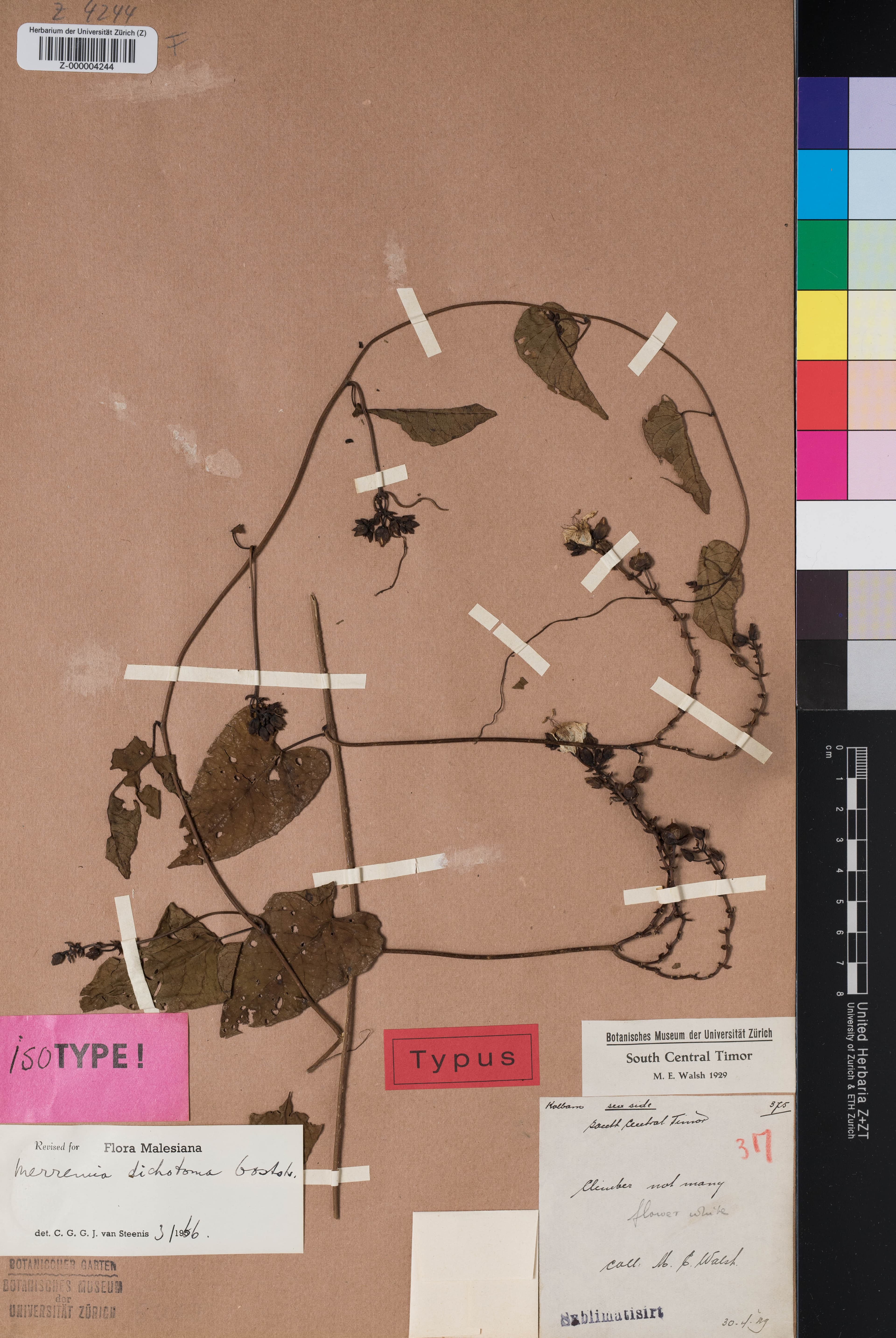 Merremia dichotoma