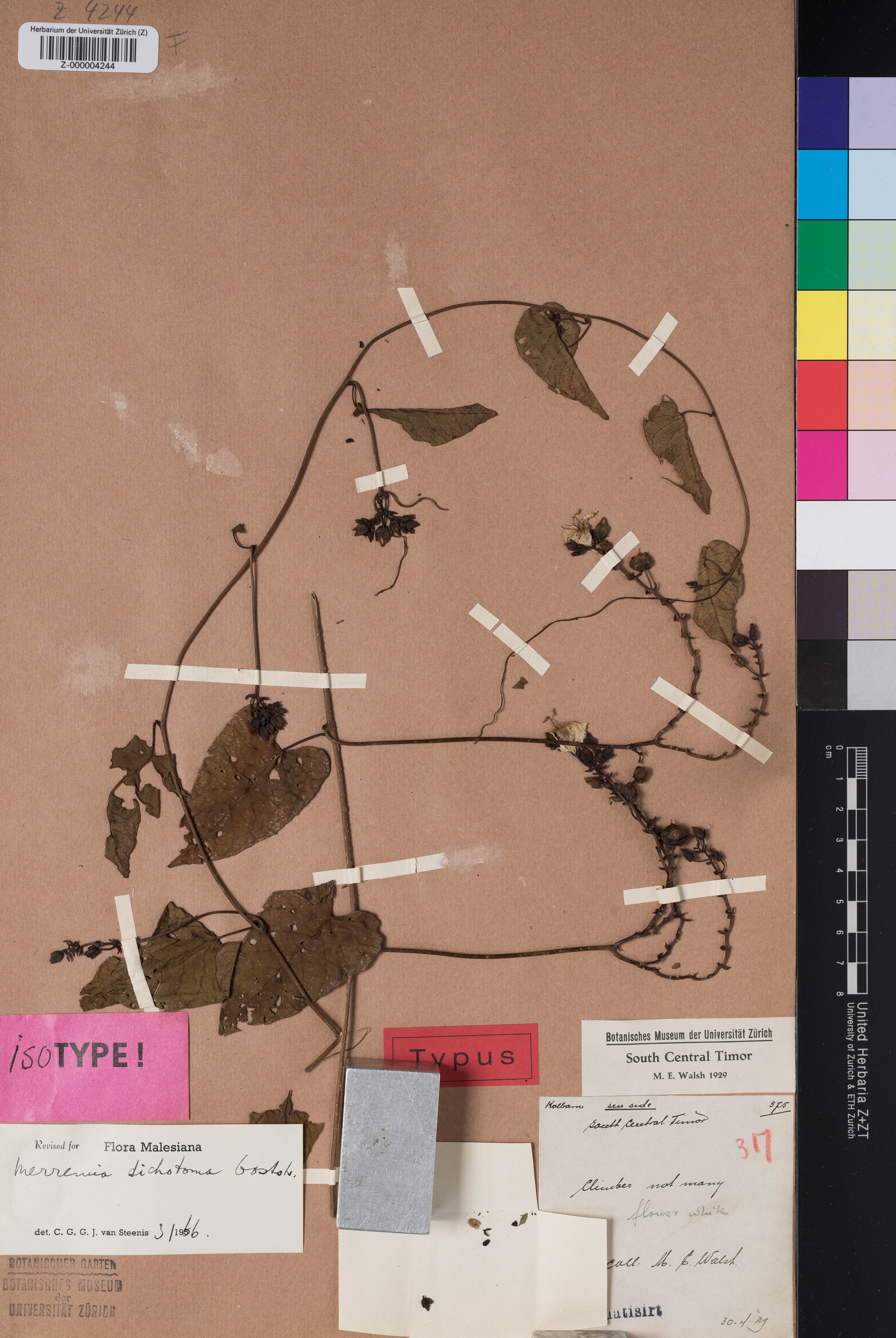 Merremia dichotoma