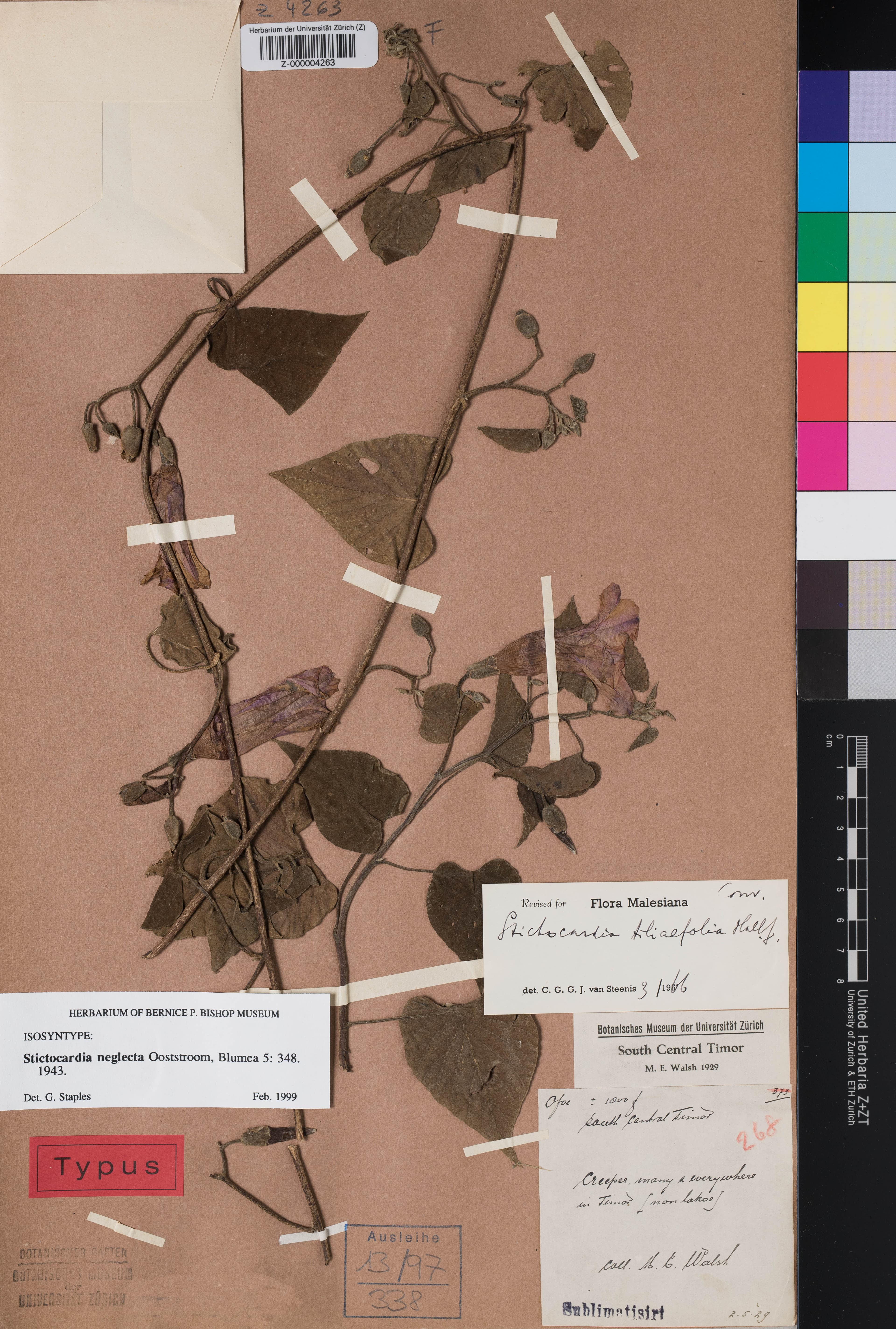 Stictocardia neglecta