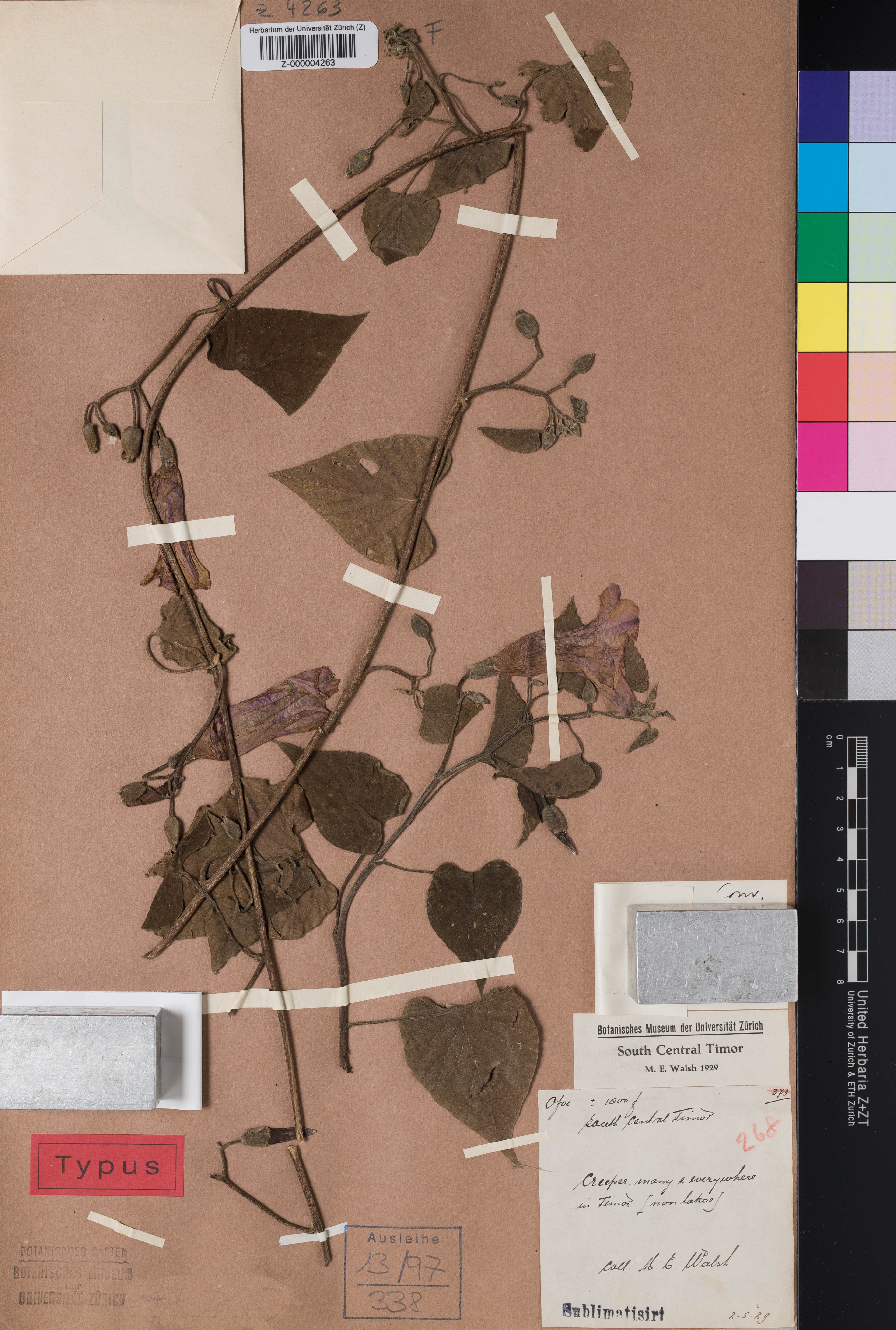 Stictocardia neglecta