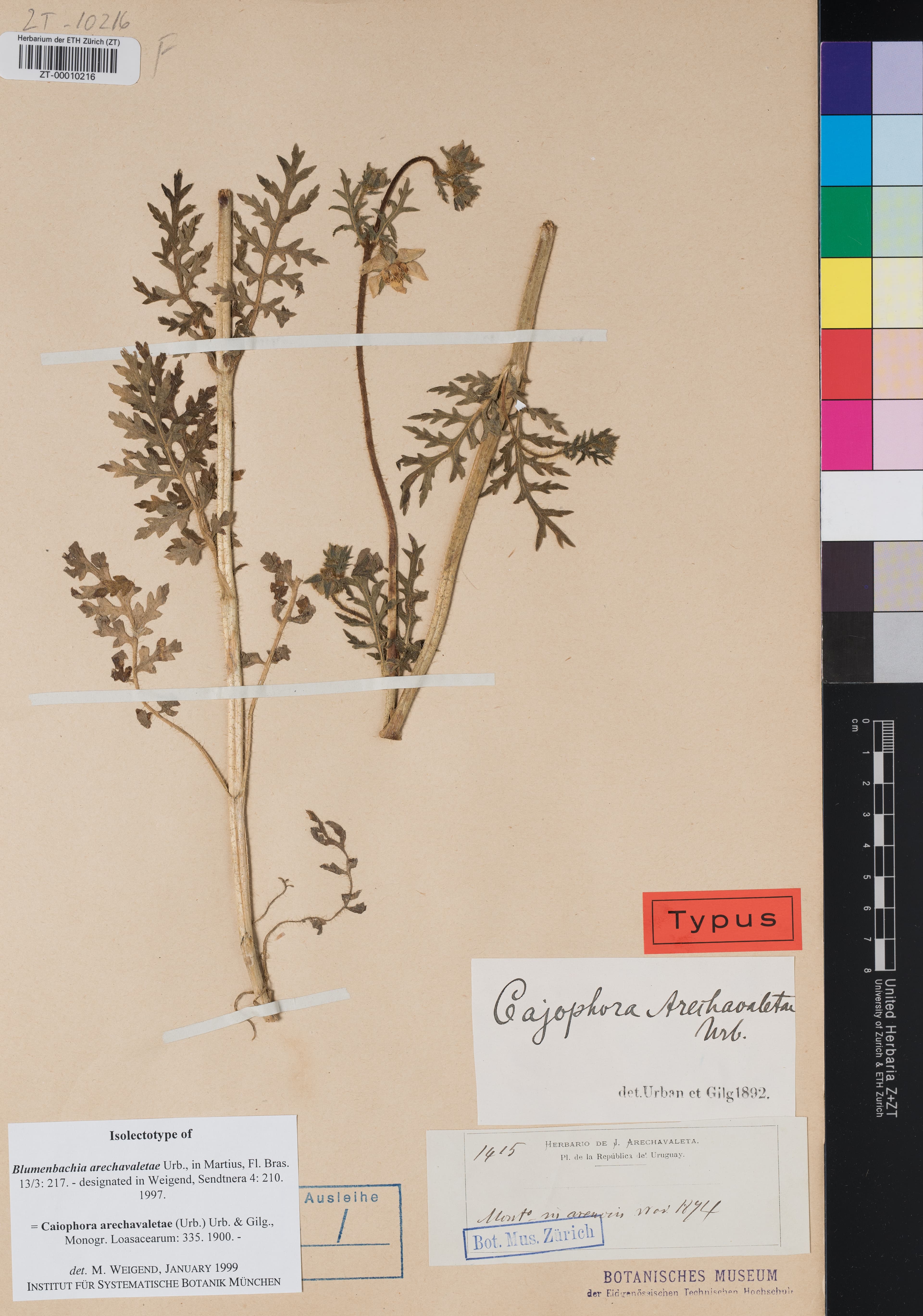 Caiophora arechavaletae