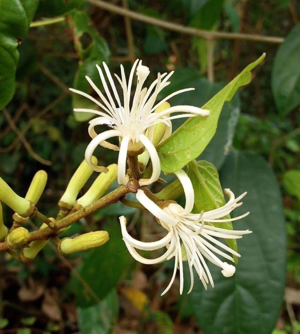 Alangium faberi