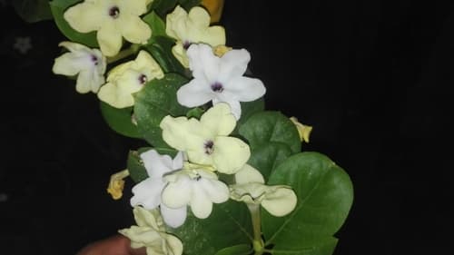 American brunfelsia