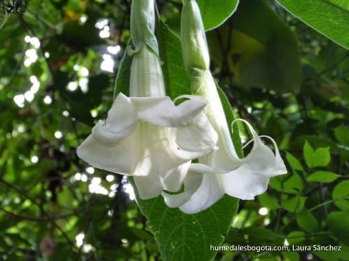 Angel's Trumpet