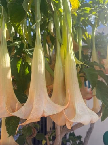 Apricot Angel's Trumpet