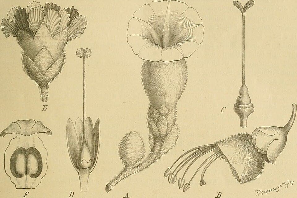 Argyreia argentea