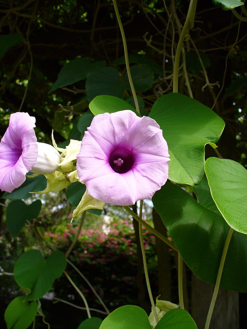 Argyreia paucinervia