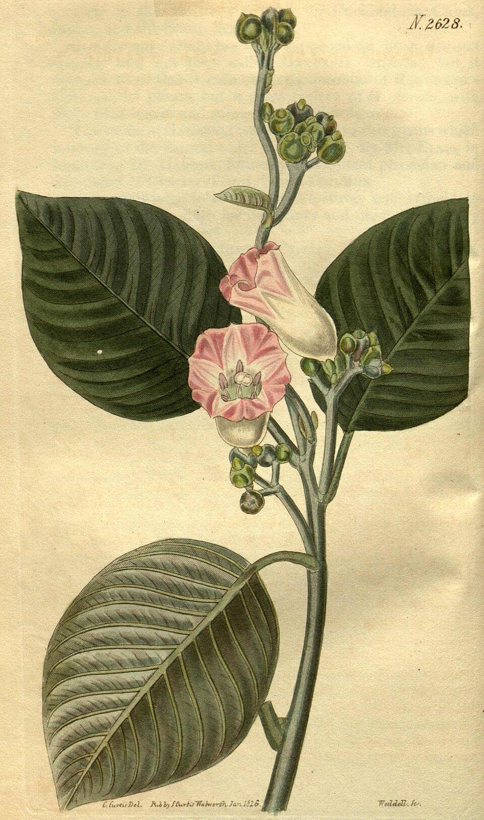 Argyreia splendens