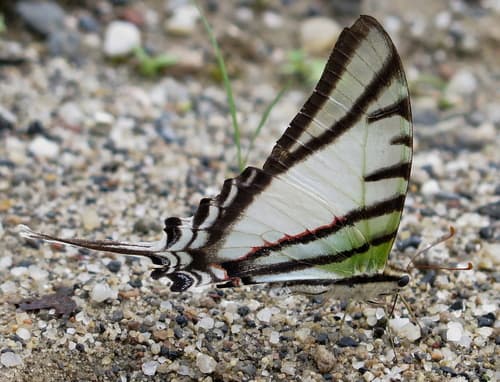 Bates' Kite-Swallowtail