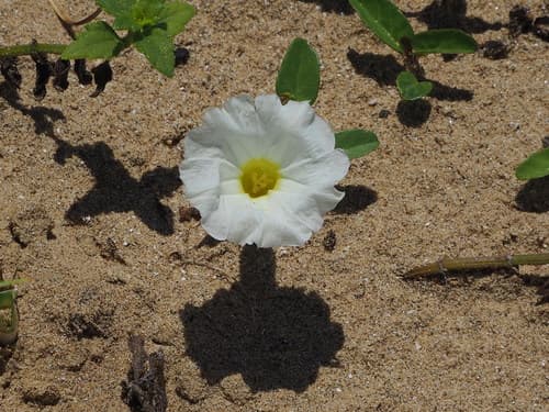 beach morning-glory