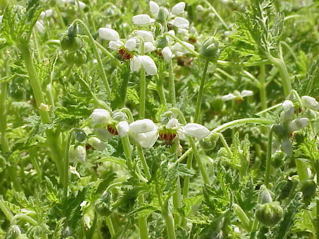Blumenbachia exalata