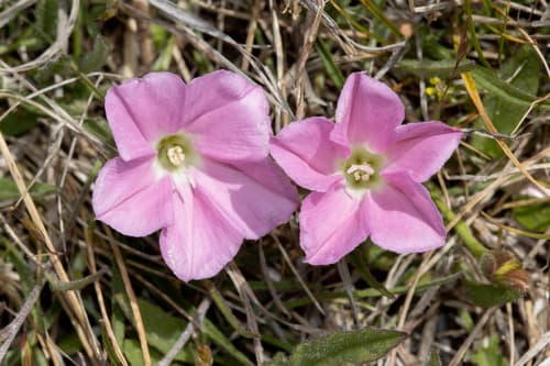 Blushing Bindweed
