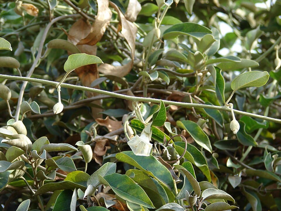Bonamia gabonensis