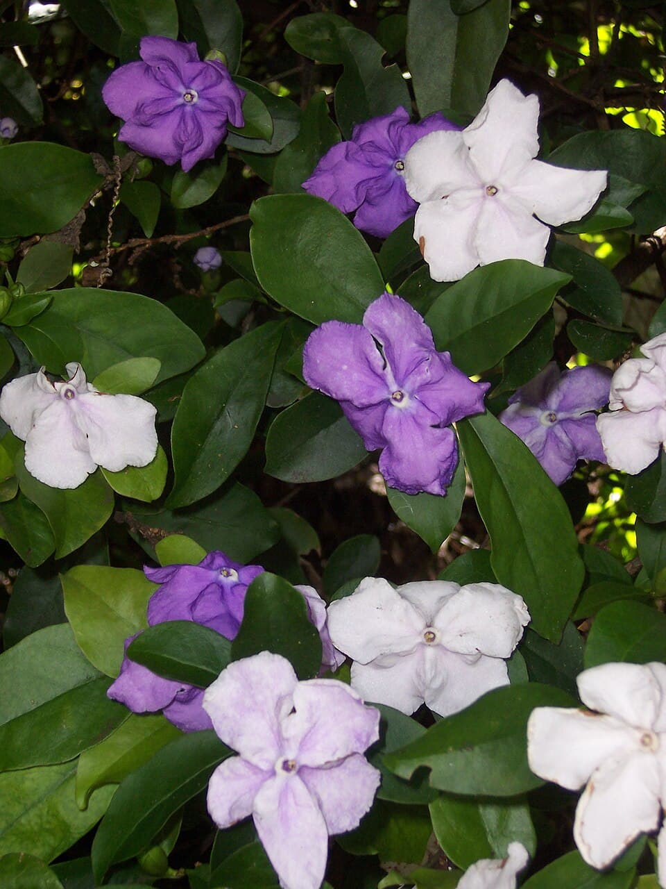 Brunfelsia purpurea