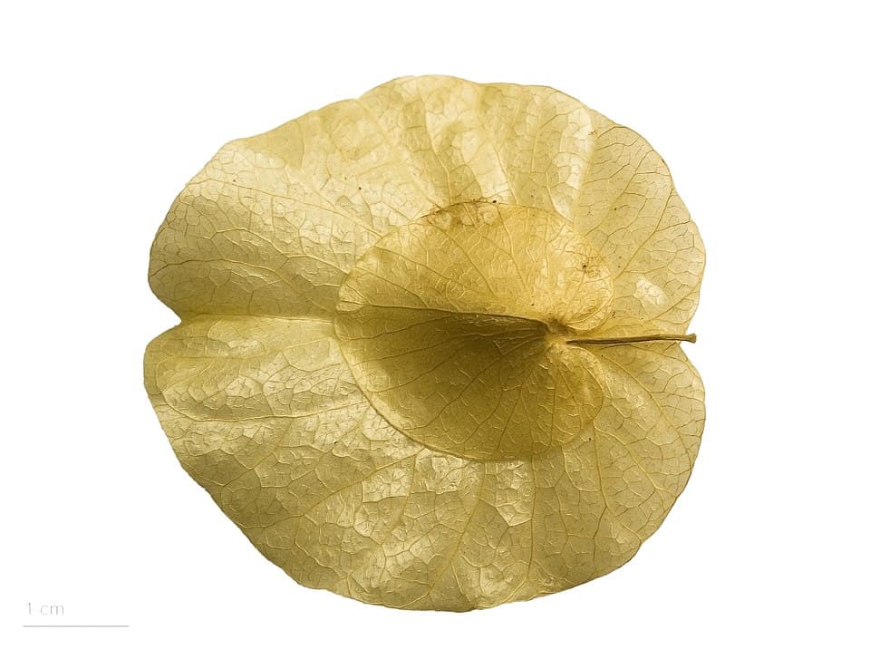 Calycobolus gilgianus