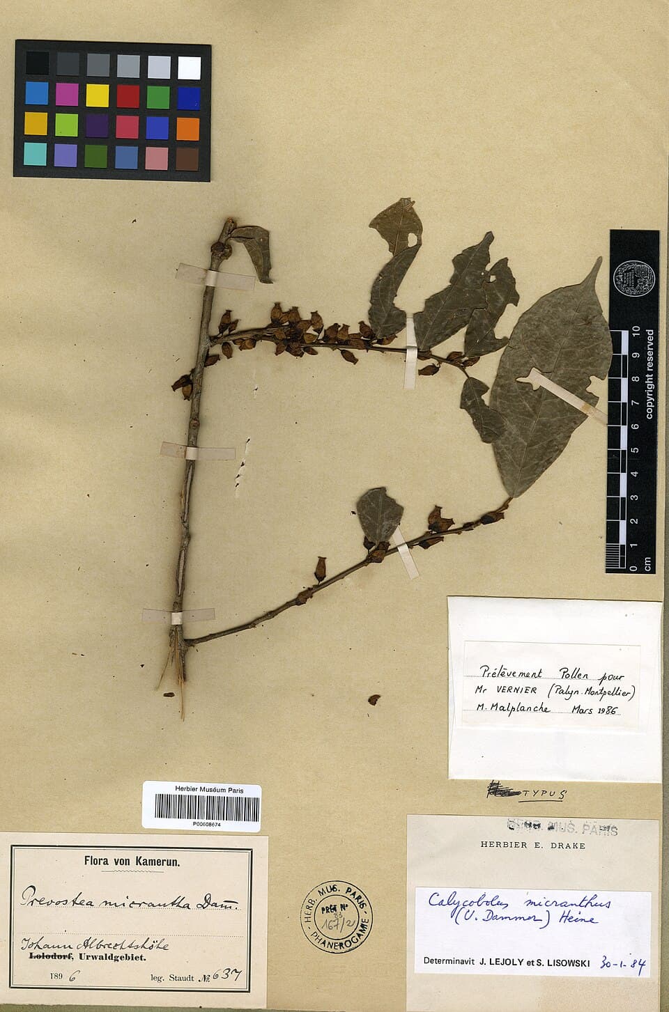 Calycobolus micranthus