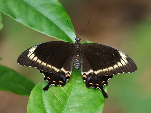 Capaneus Swallowtail