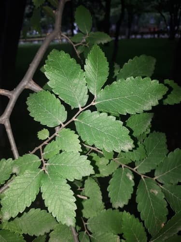 Caucasian zelkova