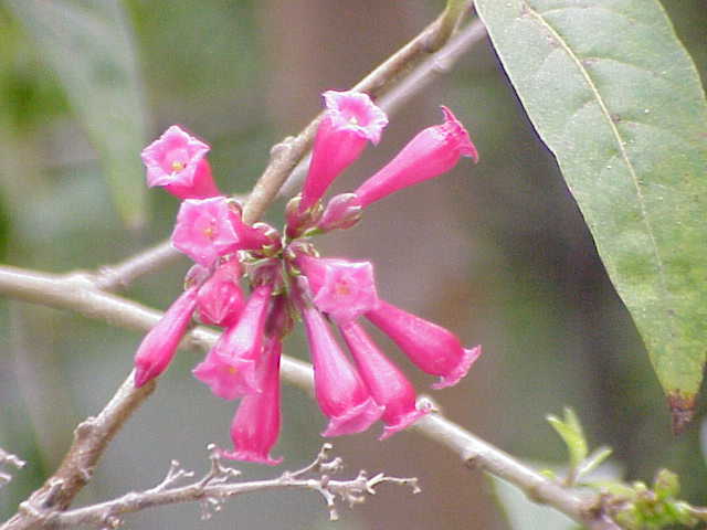 Cestrum luteovirescens