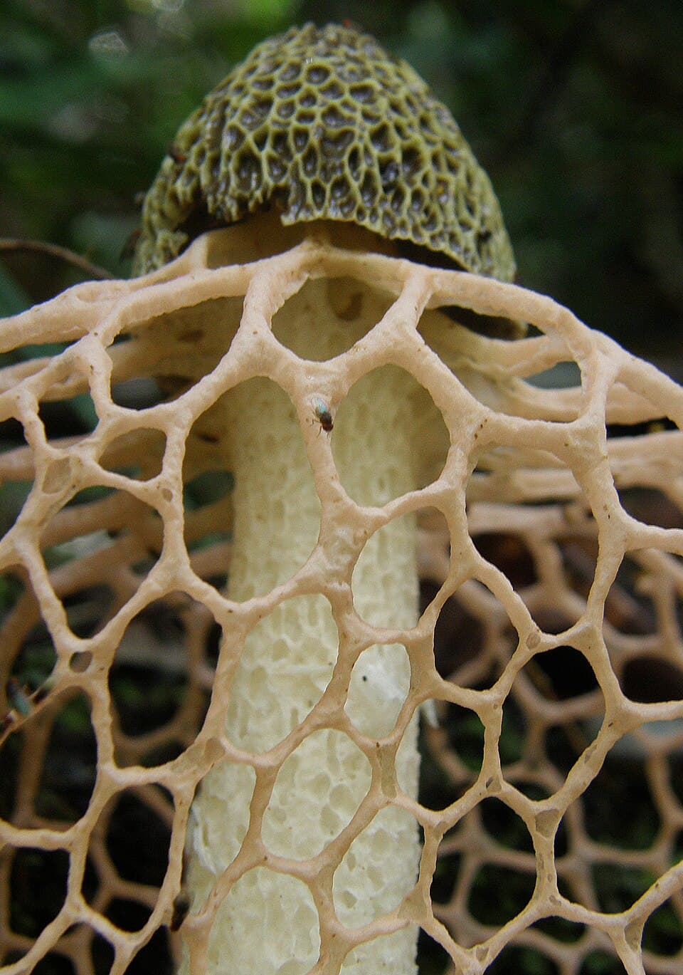 Chinese Bridal Veil