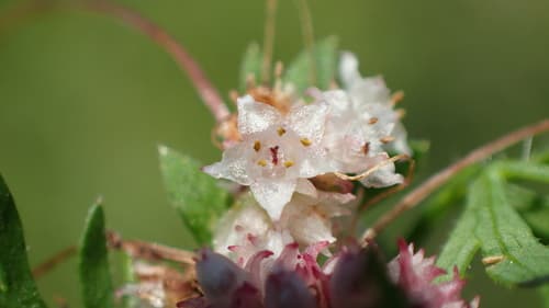 Clover Dodder