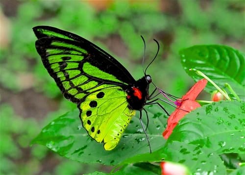 Common Green Birdwing