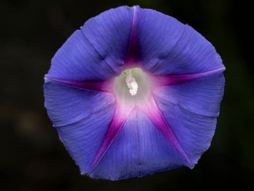 Common Morning-Glory
