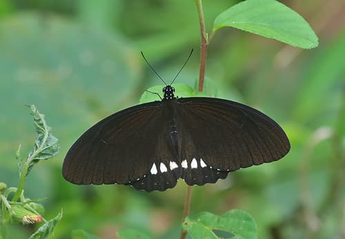 Common Raven Butterfly