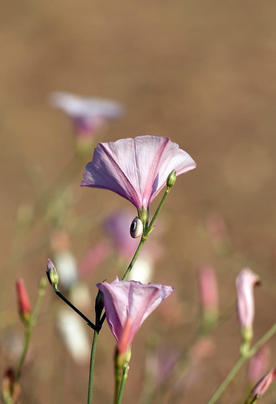 Convolvulus oxysepalus