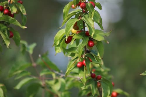 Cornelian cherry