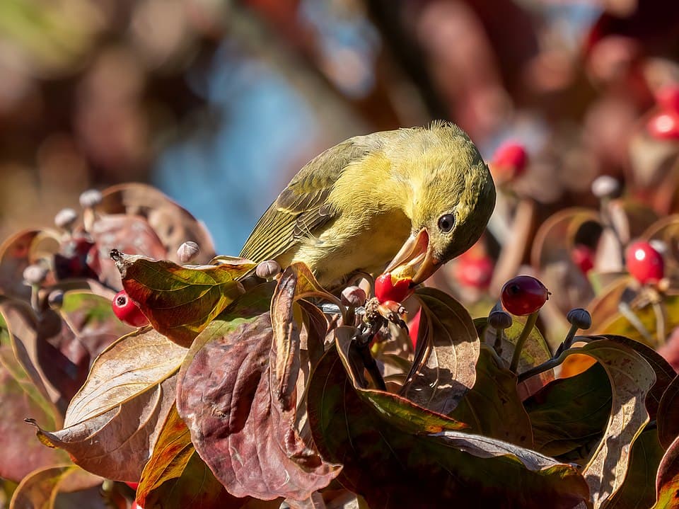 Cornus meyeri