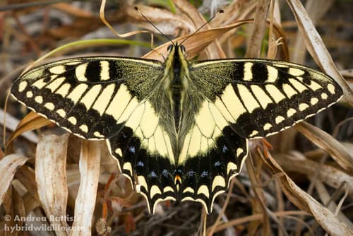 Corsican Swallowtail
