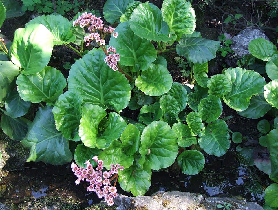 Crassifolia Deutzia