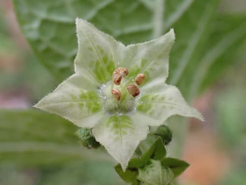 Creeping False-Holly